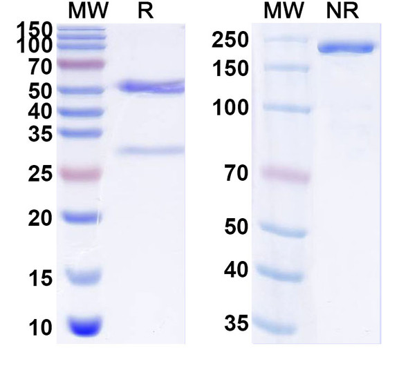 Anti-Human HLA-G Recombinant Monoclonal Antibody (38379#) - SDS-PAGE