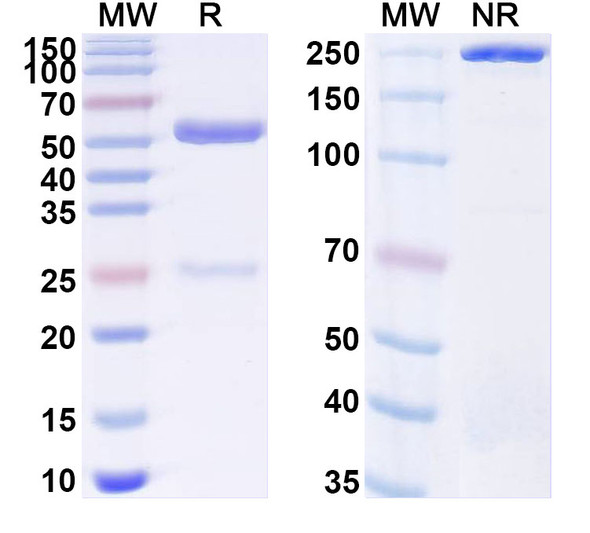 Anti-Human HLA-G Recombinant Monoclonal Antibody (38424#) - SDS-PAGE