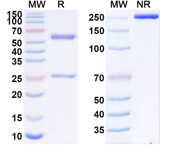 Anti-Human CD175/Tn Recombinant Monoclonal Antibody (83D4) - SDS-PAGE