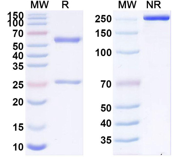 Anti-Human CD175/Tn Recombinant Monoclonal Antibody (MLS128) - SDS-PAGE