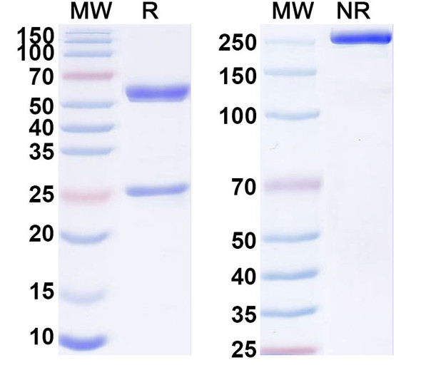 Anti-Human TAG-72 Recombinant Monoclonal Antibody (ACT19) - SDS-PAGE