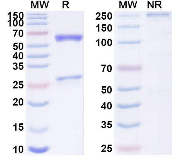 Anti-Human CD175s/STn Recombinant Monoclonal Antibody (SGN-STNV) - SDS-PAGE