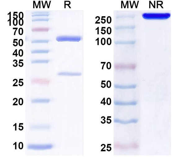 Anti-Human GFRAL Recombinant Monoclonal Antibody (SAA1999) - SDS-PAGE