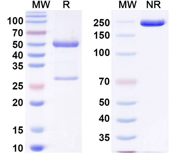 Anti-Human TNFSF15/TL1A Recombinant Monoclonal Antibody (SAA2022) - SDS-PAGE