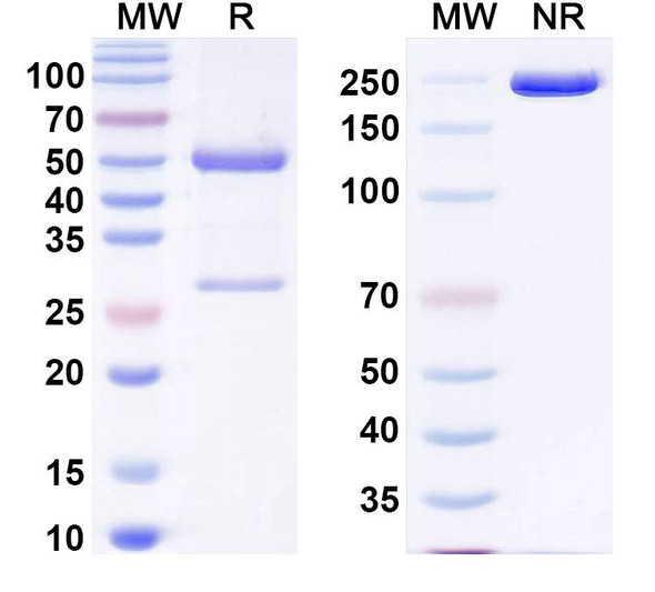 Anti-Human TNFSF15/TL1A Recombinant Monoclonal Antibody (SAA2022) - SDS-PAGE