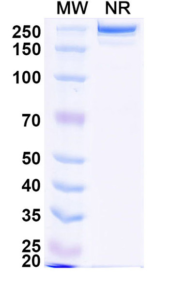 Anti-EV71 VP1/Capsid protein VP1 Recombinant Monoclonal Antibody (D5) - SDS-PAGE