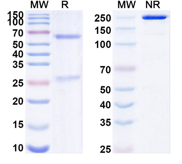 Anti-Synaptotagmin-5 Recombinant Monoclonal Antibody (N274/30) - SDS-PAGE