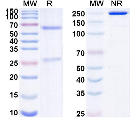 Anti-Synaptotagmin-5 Recombinant Monoclonal Antibody (N274/30) - SDS-PAGE
