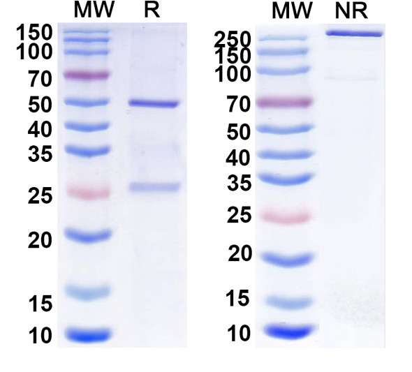 Anti-GABA(A)R, Delta Recombinant Monoclonal Antibody (N453/84) - SDS-PAGE