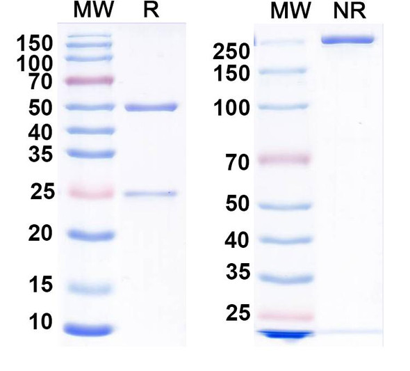 Anti-GluN2D/NR2D glutamate receptor Recombinant Monoclonal Antibody (N437/9) - SDS-PAGE