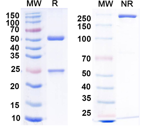 Anti-Kv7.2/KCNQ2 K+ channel Recombinant Monoclonal Antibody (N26A/23) - SDS-PAGE