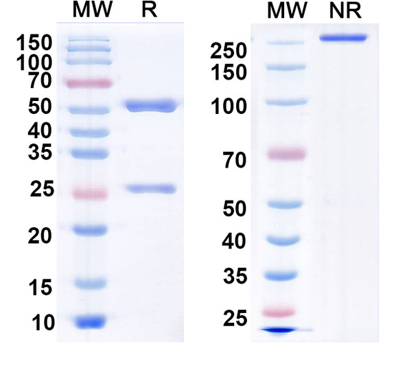 Anti-SRGAP2 Recombinant Monoclonal Antibody (N281/1) - SDS-PAGE
