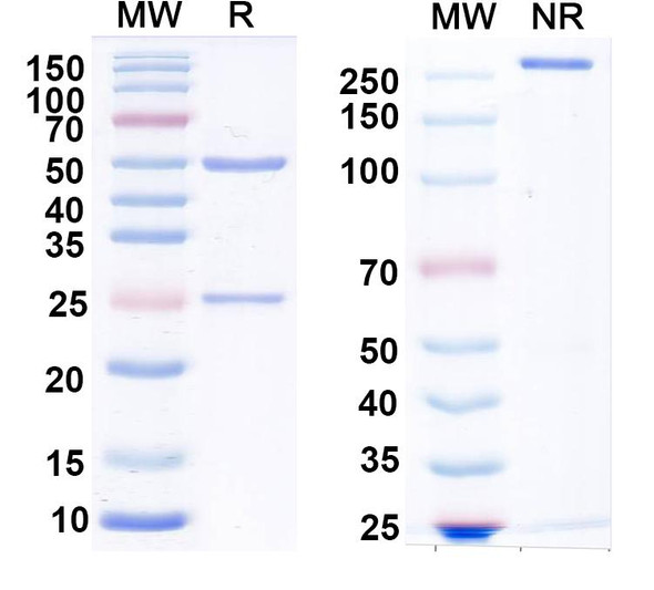 Anti-Glycine receptor Alpha3 Recombinant Monoclonal Antibody (N424/83) - SDS-PAGE