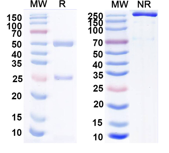 Anti-Aldh1L1 Recombinant Monoclonal Antibody (N103/31) - SDS-PAGE