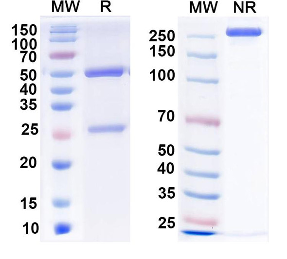 Anti-BAF53a Recombinant Monoclonal Antibody (N336B/26) - SDS-PAGE