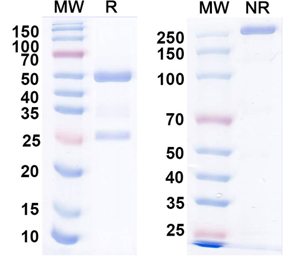 Anti-NPY Recombinant Monoclonal Antibody (L115/123) - SDS-PAGE