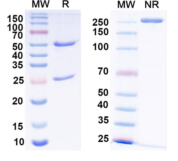 Anti-Gs protein, alpha subunit Recombinant Monoclonal Antibody (N192/12) - SDS-PAGE