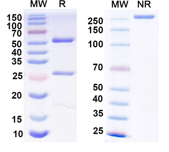 Anti-Ataxin-1 Recombinant Monoclonal Antibody (N76/3) - SDS-PAGE