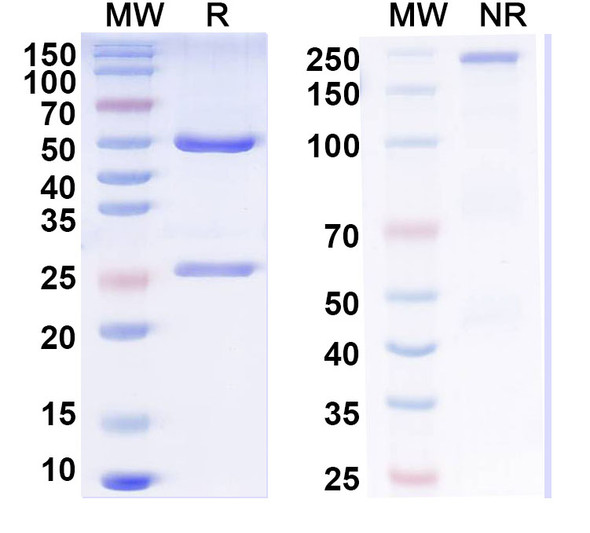 Anti-Tau Recombinant Monoclonal Antibody (N334/57) - SDS-PAGE