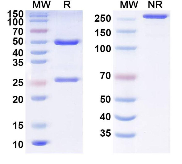 Anti-Tau Recombinant Monoclonal Antibody (N337/37) - SDS-PAGE