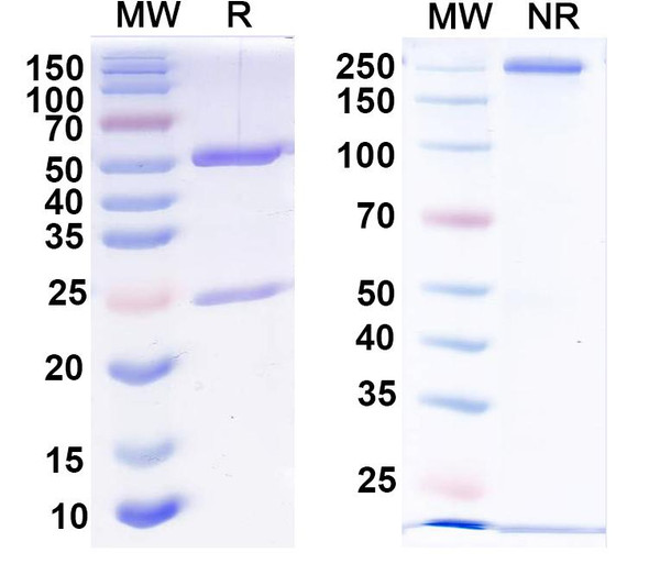 Anti-Dopamine D2 receptor Recombinant Monoclonal Antibody (N186/26) - SDS-PAGE