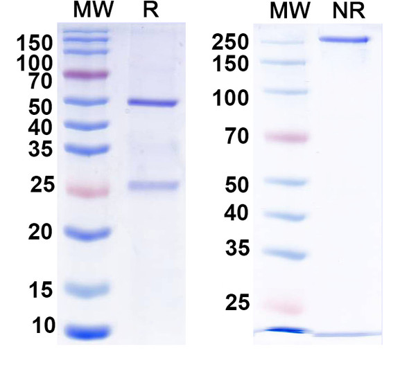 Anti-Dopamine D2 receptor Recombinant Monoclonal Antibody (N186/31) - SDS-PAGE