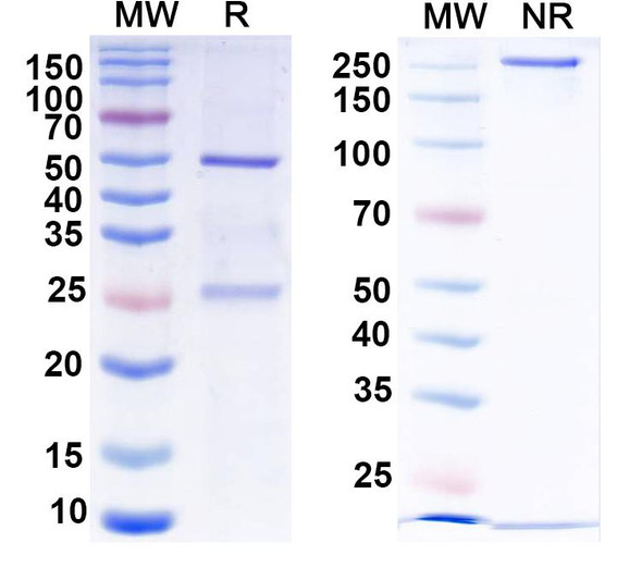 Anti-Dopamine D2 receptor Recombinant Monoclonal Antibody (N186/31) - SDS-PAGE