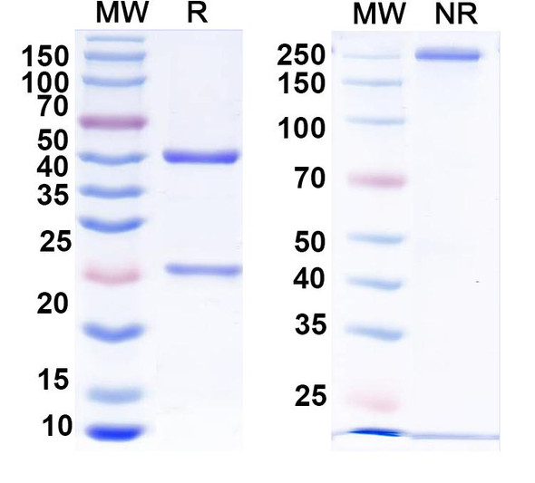 Anti-GABA(A)R, Alpha1 Recombinant Monoclonal Antibody (N95/43) - SDS-PAGE