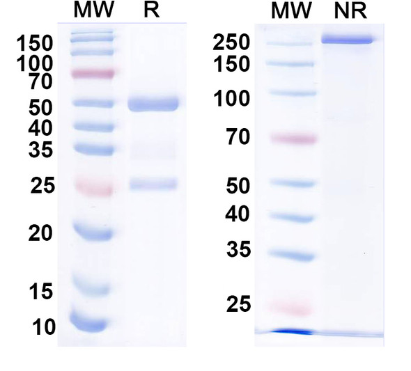 Anti-Kv1.6 K+ channel Recombinant Monoclonal Antibody (K19/5) - SDS-PAGE