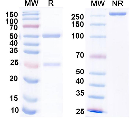 Anti-Alpha-2C adrenergic receptor Recombinant Monoclonal Antibody (N330A/80) - SDS-PAGE
