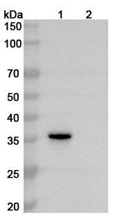 Anti-VDAC1 Recombinant Monoclonal Antibody (n152b/11) - WB