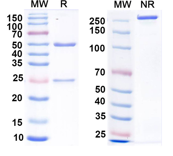 Anti-Calretinin Recombinant Monoclonal Antibody (L122/68) - SDS-PAGE