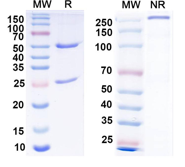 Anti-Cav2 Ca2+ channel Recombinant Monoclonal Antibody (L87/37) - SDS-PAGE