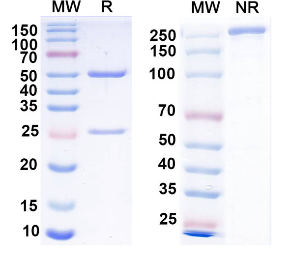 Anti-Cav2.2 Ca2+ channel Recombinant Monoclonal Antibody (N417/72) - SDS-PAGE