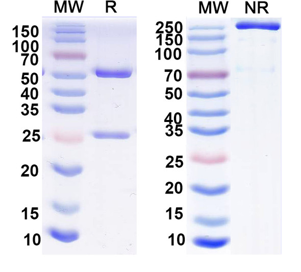 Anti-Neurexin-1-Beta Recombinant Monoclonal Antibody (N170A/26) - SDS-PAGE