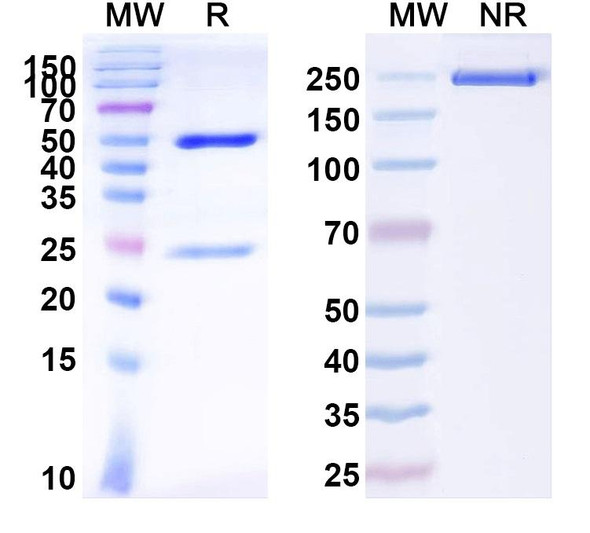 Anti-Kir2.1 K+ channel Recombinant Monoclonal Antibody (N112B/14) - SDS-PAGE