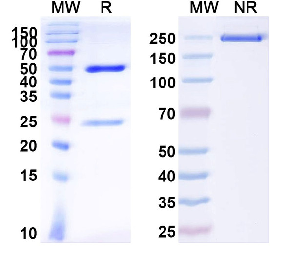 Anti-GABA(A)R, Epsilon Recombinant Monoclonal Antibody (N413/23) - SDS-PAGE