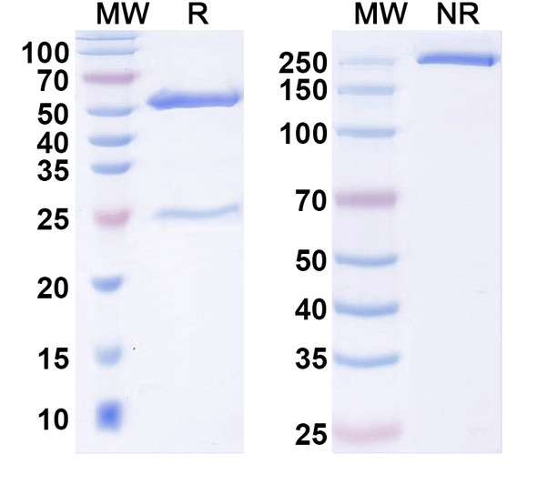 Anti-Kv3.4 K+ channel Recombinant Monoclonal Antibody (N72/20) - SDS-PAGE
