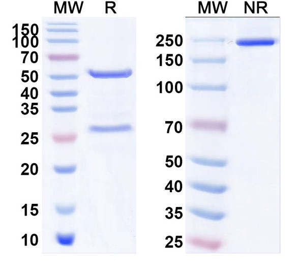Anti-GluN1/NR1 glutamate receptor Recombinant Monoclonal Antibody (N308/1) - SDS-PAGE