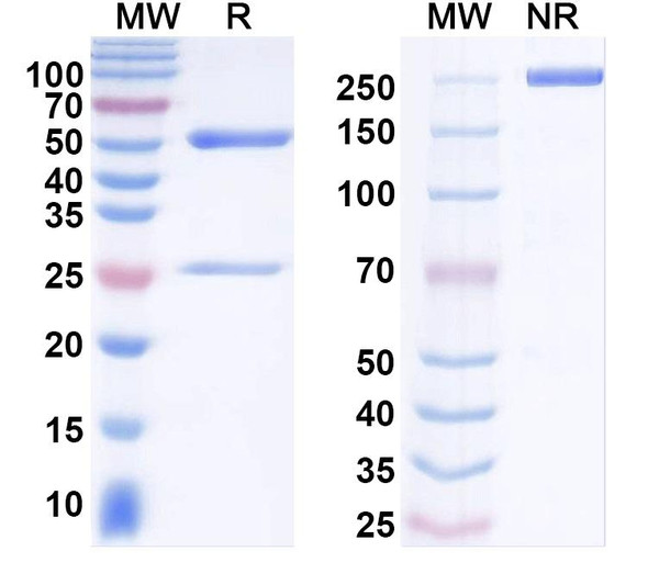 Anti-GluN2A/NR2A glutamate receptor Recombinant Monoclonal Antibody (N327A/4) - SDS-PAGE