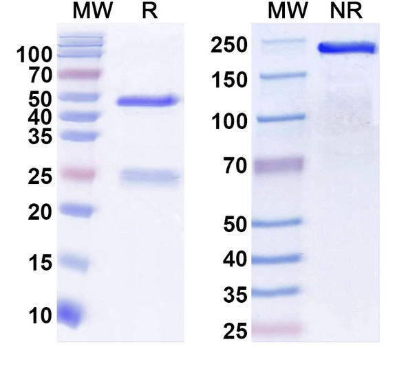 Anti-CLN3 Recombinant Monoclonal Antibody (N380/95) - SDS-PAGE