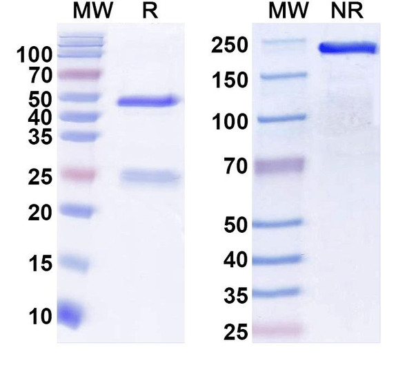 Anti-CLN3 Recombinant Monoclonal Antibody (N380/95) - SDS-PAGE
