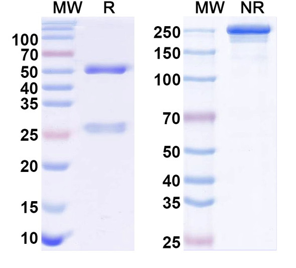 Anti-Cav1.3 Ca2+ channel Recombinant Monoclonal Antibody (L48A/29) - SDS-PAGE