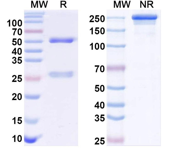 Anti-Cav1.3 Ca2+ channel Recombinant Monoclonal Antibody (L48A/29) - SDS-PAGE