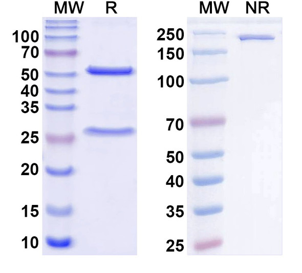 Anti-Kv3.3 K+ channel Recombinant Monoclonal Antibody (N375/92) - SDS-PAGE