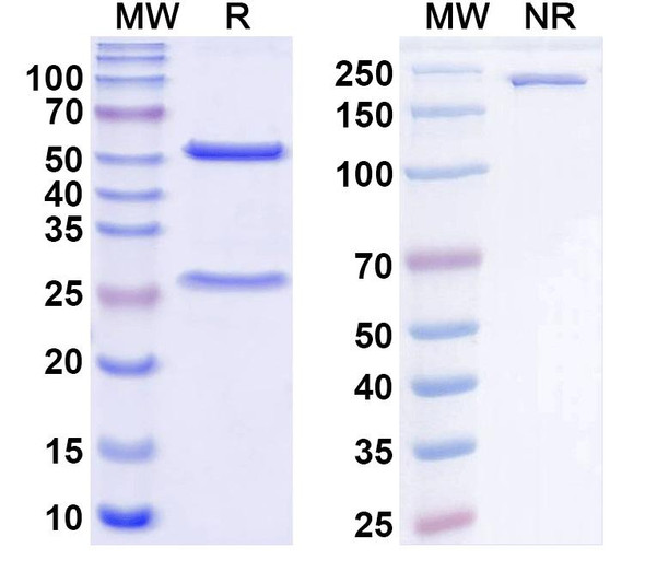 Anti-Kv3.3 K+ channel Recombinant Monoclonal Antibody (N375/92) - SDS-PAGE