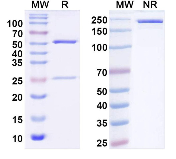 Anti-Kir2.2 K+ channel Recombinant Monoclonal Antibody (N124B/23) - SDS-PAGE