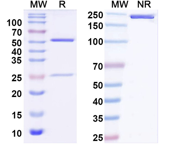 Anti-Nav1.5 Na+ channel Recombinant Monoclonal Antibody (N373/71) - SDS-PAGE