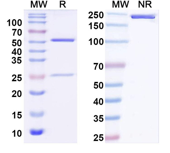 Anti-Nav1.5 Na+ channel Recombinant Monoclonal Antibody (N373/71) - SDS-PAGE
