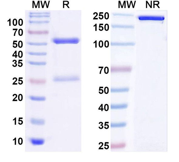 Anti-Kv2.1 K+ channel Recombinant Monoclonal Antibody (K39/25) - SDS-PAGE